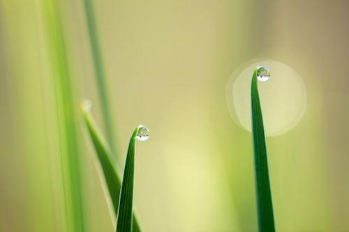 Reflections;Abstractions;Spike;plants;herb;vegetation;Water;botanical;Shapes;shrub;Dew;Morning;Rest;botany;flora;Textures;Grass;botanicals;Drop;Damp;Moisture;plant;Reflection;Bubble;Halo;Abstract;Droplet;greenery;Patterns;Peace;Wet;Serenity;Green;Dewy;herbage