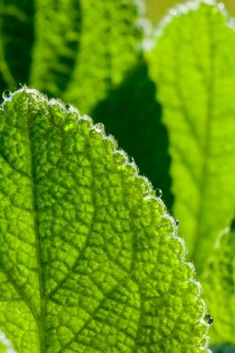 Abstract;Abstractions;Dew;Leaf;Leafy;Patterns;Stock categories;Textures;Vein;Water;damp;dewy;drop;droplet;foliage;green;leaves;moisture;plants;shapes;wet
