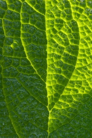 Abstract;Abstractions;Damp;Dew;Dewy;Drop;Droplet;Foliage;Green;Leaf;Leafy;Leaves;Moisture;Patterns;Shapes;Textures;Vein;Water;Wet