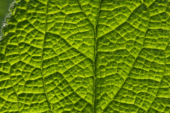 Abstract;Abstractions;Damp;Dew;Dewy;Drop;Droplet;Foliage;Green;Leaf;Leafy;Leaves;Moisture;Patterns;Shapes;Textures;Vein;Water;Wet