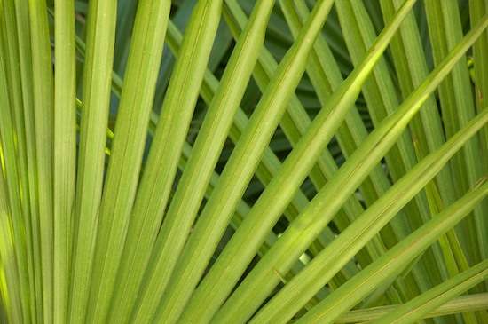 Abstract;Abstractions;angled;botanical;botanicals;botany;concepts & emotions;Fan;fanned;flora;Florida;Foliage;green;greenery;herb;herbage;Leaf;Leafy;Leaves;linear;Patterns;plant;plants;Sanibel Captiva Island;Shapes;shrub;Textures;vegetation;Vein;yellow