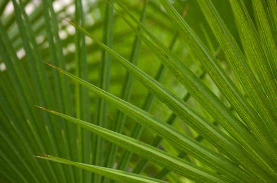 Abstract;Abstractions;angled;botanical;botanicals;botany;concepts & emotions;fanned;flora;Florida;Foliage;green;greenery;herb;herbage;Leaf;Leafy;Leaves;linear;Patterns;plant;plants;Sanibel Captiva Island;Shapes;shrub;Textures;vegetation;Vein;yellow
