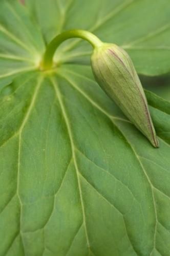 Flowers;Floweret;Tennessee;Green;Bloom;Blossoms;Short Springs State Natural Area;Flower;Petal;Yellow;Trillium;Flowering;Floret;Stamen;Pistel;Petals;Tullahoma;Close-up;Blossom;TN
