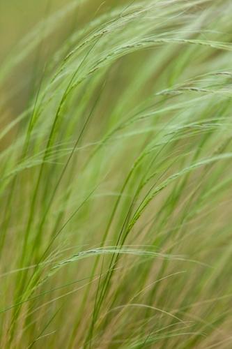 Botanical;Calm;Close-up;Flowers & Plants;Healing;Health care;Healthcare;Leaf;Nature;Pastoral;Petal;Texas;botanicals;grass;green;greenery;landscape;oneness;peaceful;plant;plants;restful;serene;soothing;tranquil;vegetation;zen