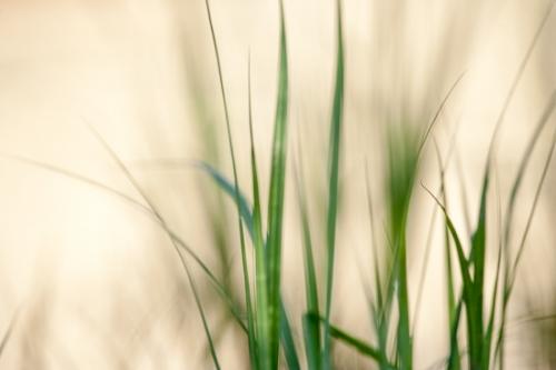 Botanical;Brown;Calm;Gold;Grasses;Healing;Health care;Healthcare;Macro;Minimalism;Mississippi;Nature;Pastoral;Reeds;Tan;United States;Wabi Sabi;Warm Colors;Warm Palette;Warm Tones;Yazoo National Wildlife Refuge;Yellow;botanicals;color;grass;green;leaves;oneness;peaceful;plant;restful;serene;soothing;tranquil;zen