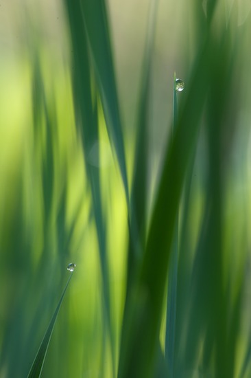 Abstract;Abstractions;botanical;botanicals;botany;Damp;Dew;Dewy;Drop;Droplet;flora;Grass;Green;greenery;Moisture;Patterns;plant;plants;Shapes;Textures;vegetation;Water;Wet