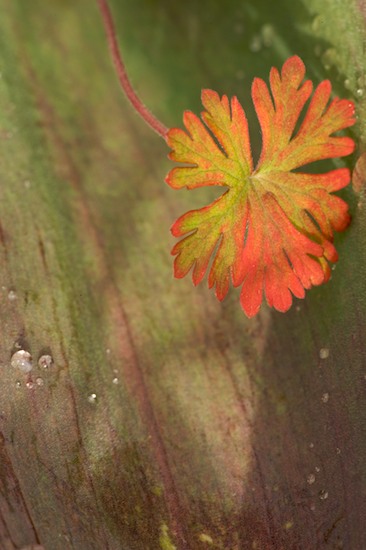 botanical;botanicals;botany;Brown;Damp;Dew;Dewy;Drop;Droplet;flora;Green;greenery;herb;herbage;Leaf;Moisture;plant;plants;Red;shrub;vegetation;Water;Wet