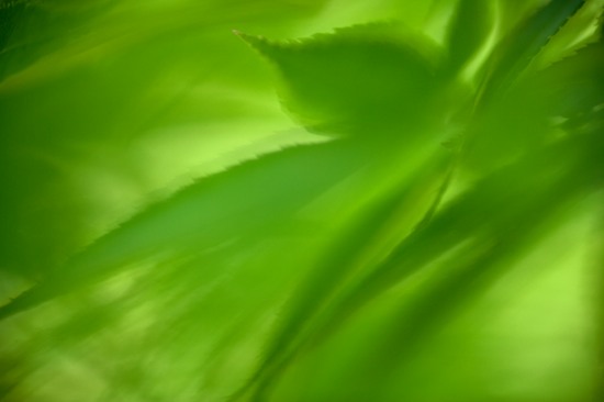 Abstract;Abstractions;botanical;botanicals;botany;flora;Foliage;Green;greenery;herb;herbage;Leaf;Leafy;Leaves;Patterns;plant;plants;Shapes;shrub;Textures;vegetation;Vein