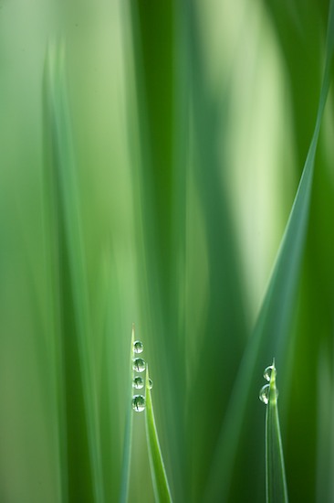 Abstract;Abstractions;botanical;botanicals;botany;Damp;Dew;Dewy;Drop;Droplet;flora;Grass;Green;greenery;herb;herbage;Moisture;Patterns;plant;plants;Shapes;shrub;Textures;vegetation;Water;Wet