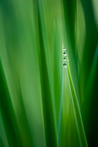 Abstract;Abstractions;Botanical;Botanicals;Dew;Flora;Flowers;Herb;Patterns;Plant;Shrub;Stock categories;Textures;Water;botany;damp;dewy;drop;droplet;grass;green;greenery;herbage;moisture;plants;shapes;vegetation;wet