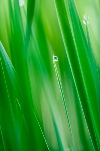 Abstract;Abstractions;Botanical;Botanicals;Calm;Close-up;Dew;Droplets;Drops;Flora;Flowers;Healing;Health care;Healthcare;Herb;Macro;Nature;Pastoral;Patterns;Plant;Shrub;Stock categories;Textures;Water;Water Drops;botanicals;botany;damp;dew drops;dewy;drop;droplet;grass;green;greenery;herbage;moisture;oneness;peaceful;plant;plants;restful;serene;shapes;soothing;tranquil;vegetation;wet;zen