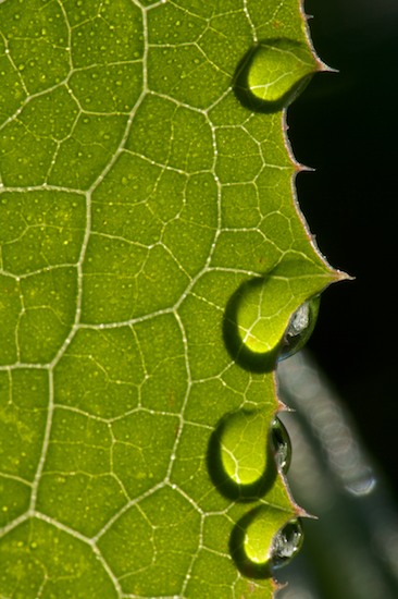 Abstract;Abstractions;botanical;botanicals;botany;Damp;Dew;Dewy;Drop;Droplet;flora;Green;greenery;herb;herbage;Leaf;Moisture;Patterns;plant;plants;Shapes;shrub;Textures;vegetation;Vein;Water;Wet