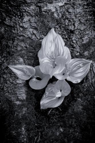Botanical;Branches;Brown;Gold;Herb;Herbaceous;Moss;Ocean;Olympic National Park;Ruby Beach;Shrub;Tree;Warm Colors;Warm Palette;Warm Tones;Washington;White;Yellow;bark;beach;beaches;botanicals;botany;branch;coast;coastline;color;flora;green;greenery;herbage;plant;plants;sea;shore;shoreline;tree trunk;trees;trunk;vegetation;yellow
