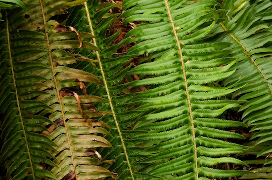 Abstract;Abstractions;botanical;botanicals;botany;Brown;flora;Green;greenery;herb;herbage;Olympic National Park;Patterns;plant;plants;Shapes;shrub;Tan;Textures;vegetation;Washington;Yellow