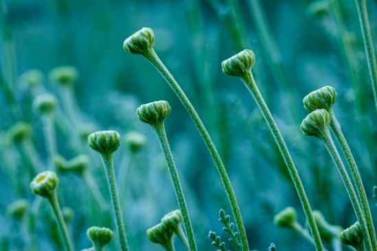 Aqua;Bloom;Blossom;Blossoms;Botanical;Bud;Calm;Close-up;Floral;Floret;Floweret;Flowering;Flowers;Flowers & Plants;Healing;Health care;Healthcare;Macro;Minimalism;Nature;Pastoral;Petal;Petals;Pistel;Seasons;Spring;Springtime;Stamen;Yellow;bloom;botanicals;flora;floral;flower;green;oneness;peaceful;plant;plants;restful;serene;soothing;tranquil;wildflower;zen