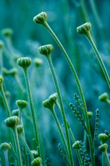 Aqua;Bloom;Blossom;Blossoms;Botanical;Bud;Calm;Close-up;Floral;Floret;Floweret;Flowering;Flowers;Flowers & Plants;Healing;Health care;Healthcare;Macro;Minimalism;Nature;Pastoral;Petal;Petals;Pistel;Seasons;Spring;Springtime;Stamen;Yellow;bloom;botanicals;flora;floral;flower;green;oneness;peaceful;plant;plants;restful;serene;soothing;tranquil;wildflower;zen