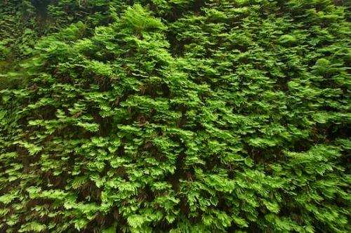 California;herbage;Prairie Creek Redwood State Park;Fern Canyon;shrub;Redwood National Park;vegetation;botanicals;botanical;flora;plants;greenery;herb;Green;plant;botany
