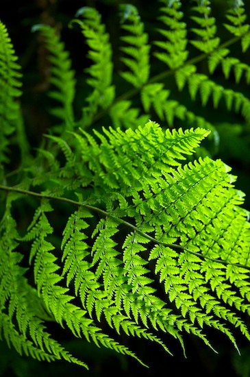 Abstract;Abstractions;botanical;botanicals;botany;Brown;California;Fern Canyon;flora;Green;greenery;herb;herbage;Patterns;plant;plants;Prairie Creek Redwood State Park;Redwood National Park;Shapes;shrub;Textures;vegetation