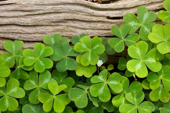 Abstract;Abstractions;Bark;Branch;Branches;Brown;California;Damnation Creek Trail;Del Norte Coast Redwood State Park;Gray;Green;Herbaceous;Oregon Sorrel;Oxalis oregana;Patterns;Plant;Redwood;Redwood National Park;Redwood Sorrel;sequoia sempervirens;Shapes;Sorrel;Textures;Tree;Tree Trunk;Trees;Trunk;White