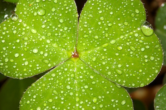 Abstract;Abstractions;California;Crescent City;Damnation Creek Trail;Damp;Del Norte Coast Redwood State Park;Dew;Dewy;Drop;Droplet;Green;Moisture;Oregon Sorrel;Oxalis oregana;Patterns;Red;Redwood National Park;Redwood Sorrel;Shapes;Sorrel;Textures;Water;Wet
