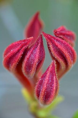 Blossom;Abstracts;Red;Stamen;Flower;Textures;Savage Gulf State Natural Area;Patterns;Petal;Pistel;Flowering;Floweret;Floret;Flowers;Blossoms;Bloom;Petals