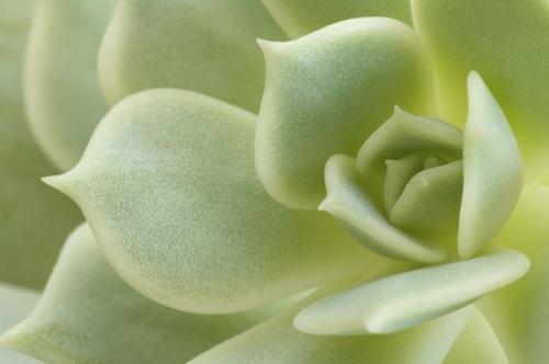 Succulent;Cactus;vegetation;Alabaster Rose;herb;Lola;plants;plant;Green;shrub;botanical;Echeveria;greenery;botany;flora;Plants;herbage;botanicals