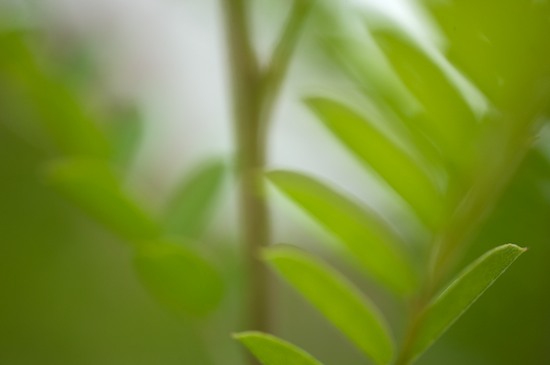 botanical;botanicals;botany;flora;Green;greenery;herb;herbage;plant;plants;shrub;Tennessee;vegetation