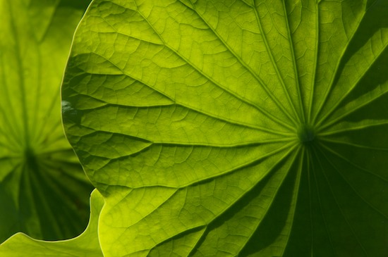 Abstract;Abstractions;botanical;botanicals;botany;flora;Foliage;Franklin;Green;greenery;herb;herbage;Leaf;Leafy;Leaves;North Carolina;Patterns;plant;plants;Shapes;shrub;Textures;vegetation;Vein