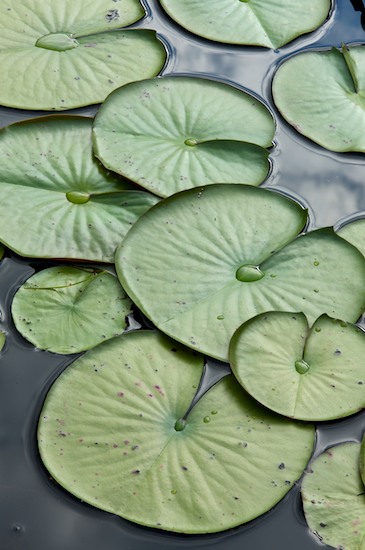 botanical;botanicals;botany;Brown;Circles;Circular;flora;Franklin;Green;greenery;herb;herbage;North Carolina;plant;plants;Reflection;Reflections;Round;shrub;vegetation