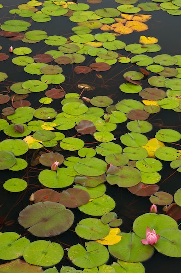 Bloom;Blossom;Blossoms;Bog;botanical;botanicals;botany;flora;Floret;Flower;Floweret;Flowering;Flowers;Franklin;Fuschia;greenery;herb;herbage;Hot Pink;Lily Pads;Marsh;Mire;Muskeg;North Carolina;Petal;Petals;Pistil;plant;plants;shrub;Stamen;Swamp;Swamps;vegetation