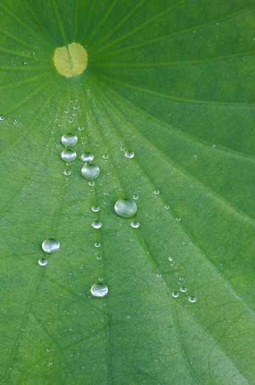 Abstract;Abstractions;botanical;botanicals;botany;Damp;Dew;Dewy;Drop;Droplet;flora;Franklin;Green;greenery;herb;herbage;Moisture;North Carolina;Patterns;plant;plants;Shapes;shrub;Textures;vegetation;Water;Wet;Yellow