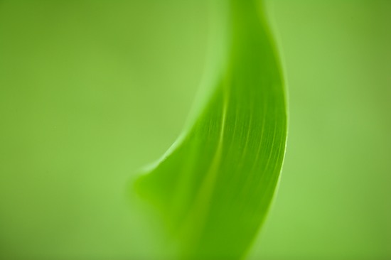 Abstract;Abstractions;botanical;botanicals;botany;flora;Green;greenery;herb;herbage;Patterns;plant;plants;Shapes;shrub;Textures;vegetation