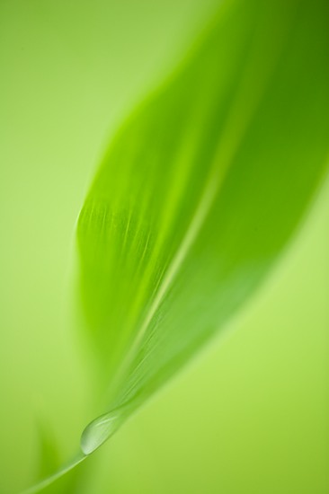 Abstract;Abstractions;botanical;botanicals;botany;Damp;Dew;Dewy;Drop;Droplet;flora;Green;greenery;herb;herbage;Leaf;Moisture;Patterns;plant;plants;Shapes;shrub;Textures;vegetation;Water;Wet