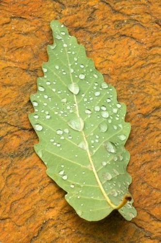 dewy;Leaves;Dewy;Droplet;Green;dew drops;dew;Foliage;Damp;Dew;Hanging Rock State Park;Wet;Water;Drop;water;Vertical;Leaf;Vein;North Carolina;Leafy;Moisture;Orange;Close-up;Danbury