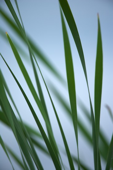 Alabama;botanical;botanicals;botany;Contour;flora;Form;Fort Payne;Grass;Green;greenery;herb;herbage;Leaves;Little River Canyon National Preserve;Outline;plant;plants;Profile;Shadow;Shape;shrub;Silhouette;vegetation