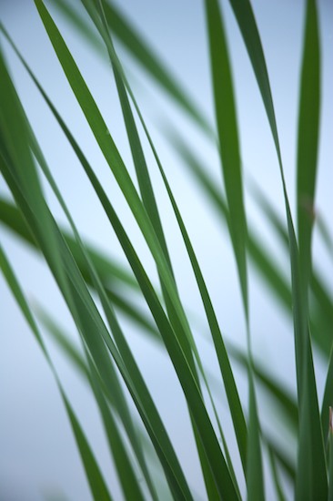 Alabama;botanical;botanicals;botany;Contour;flora;Form;Fort Payne;Grass;Green;greenery;herb;herbage;Leaves;Little River Canyon National Preserve;Outline;plant;plants;Profile;Shadow;Shape;shrub;Silhouette;vegetation