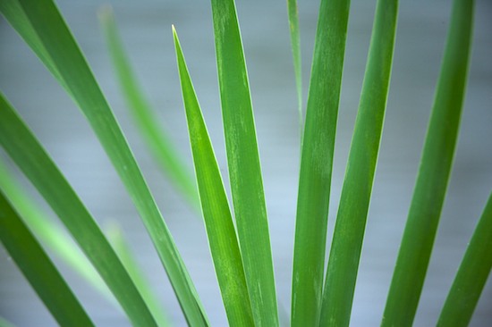 Alabama;botanical;botanicals;botany;Contour;flora;Form;Fort Payne;Grass;Green;greenery;herb;herbage;Leaves;Little River Canyon National Preserve;Outline;plant;plants;Profile;Shadow;Shape;shrub;Silhouette;vegetation