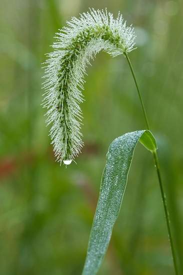 Damp;Dew;Dewy;Drop;Droplet;Grass;Green;Moisture;Seed Head;Water;Wet