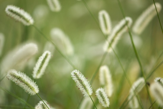 Damp;Dew;Dewy;Drop;Droplet;Gold;Grass;Green;Moisture;Seed Head;Water;Wet;Yellow