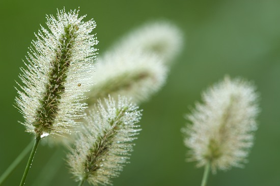 Damp;Dew;Dewy;Drop;Droplet;Grass;Green;Moisture;Seed Head;Water;Wet