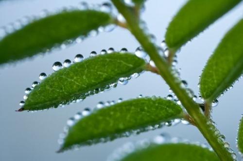 Outline;Drop;flora;Water;Dewy;Leaves;plants;Foliage;greenery;Plants;herbage;botanical;Leaf;botany;herb;plant;Plant;Abstract;Form;Shapes;Wet;Abstractions;Damp;Moisture;Textures;Contour;Silhouette;Botanical;Botanicals;Profile;Dew;Shadow;botanicals;Botany;Vegetation;Shape;Droplet;Patterns;Ferns;vegetation;shrub