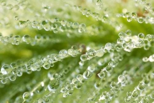 Abstract;Dewy;Patterns;Textures;Drop;Leaf;Plants;Leaves;Botany;Plant;Damp;Droplet;Water;Foliage;Shapes;Vegetation;Wet;Moisture;Dew;Botanical;Botanicals;Abstractions;Ferns