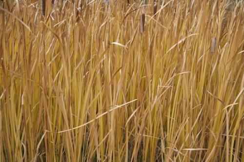 Grass;Madison River;Yellowstone National Park;Cattails;Tan;Brown;Wyoming