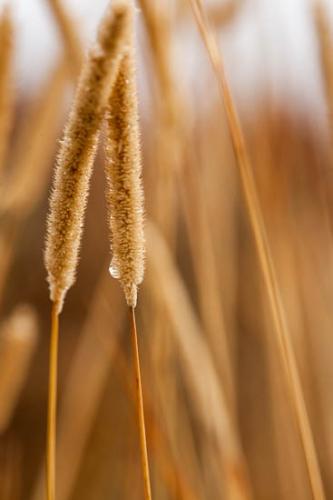 Botannicals;Brown;Close-up;Dew;Dewy;Drop;Droplets;Gold;Grand Tetons;Grand Tetons National Park;Grass;Grass Seed Head;Jackson Hole;Oneness;Peaceful;Tan;United States;Wabi Sabi;Water;Water Drops;Wyoming;botanical;dew drops;drops;zen
