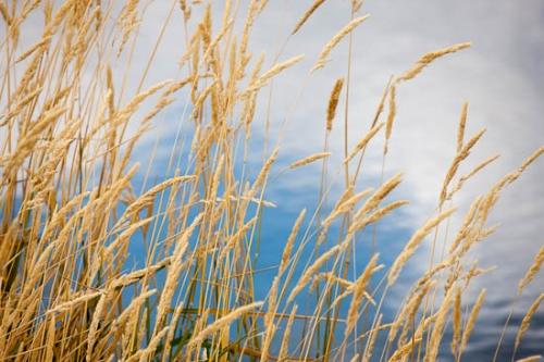 Beige;Blue;Brown;Grand Tetons;Grass;Grass seed heads;Green;Horizontal;Lake;Plant;Plants;Pond;Reflection;Reflections;River;Seed Heads;Tan;Water;Wheat;White;Wyoming;vegetation