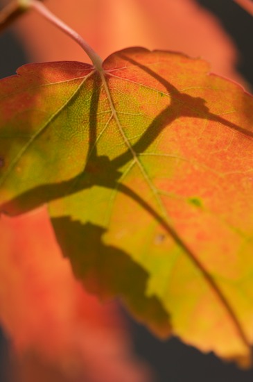 Abstract;Abstractions;Autumn;botanical;botanicals;botany;Fall;flora;Foliage;greenery;herb;herbage;Leaf;Leafy;Leaves;Magenta;Patterns;Pink;plant;plants;Red;Shapes;shrub;Textures;vegetation;Vein
