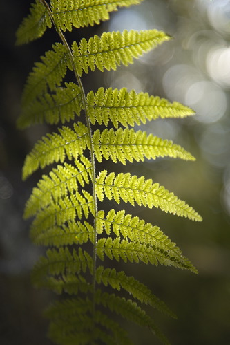 botanical;plant;plants;botanicals;botany;vegetation;greenery;flora;herbage;herb;shrub;Textures;Shapes;Patterns;Abstractions;Abstract;Light;Daylight;Sunshine;Rays;Sun rays;Beams;Streaming;Sunlight;Fern