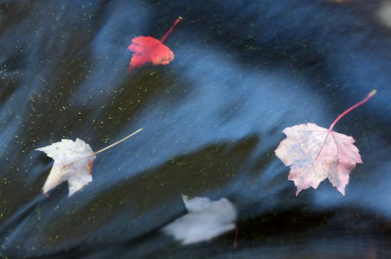 Abstract;Abstractions;Autumn;Blue;Brook;Creek;Fall;Foliage;Leaf;Leafy;Leaves;Moss;Patterns;Red;Rivulet;Rock;Shapes;Stream;Streamlet;Textures;Vein;Vermont