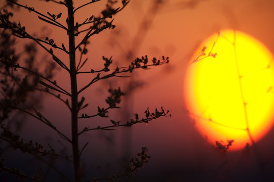 botanical;botanicals;botany;close of day;dusk;evening;eventide;flora;greenery;herb;herbage;last Light;plant;plants;Purple;Red;shrub;Sky;sun;sunset;vegetation;Yellow