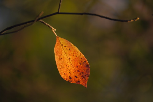 Leaf;Leaves;Leafy;Foliage;Vein;Plant;Trunk;Bark;Branches;Branch;Woodland;Herbaceous;Shrub;Bush;Trees;Tree Trunk;botanical;plant;plants;botanicals;botany;vegetation;greenery;flora;herbage;herb;shrub;fall;Seasons